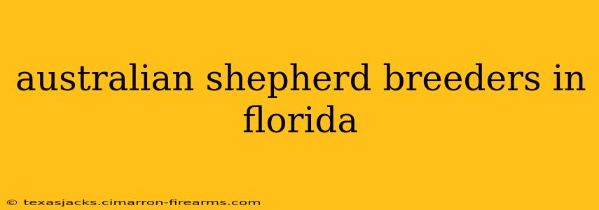 australian shepherd breeders in florida