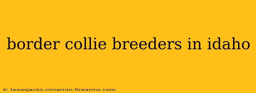 border collie breeders in idaho