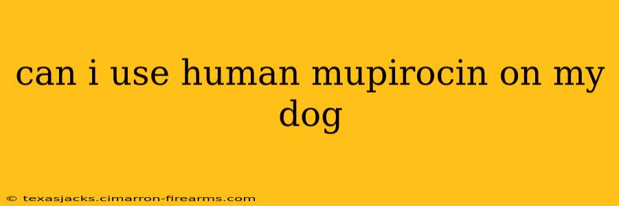 can i use human mupirocin on my dog