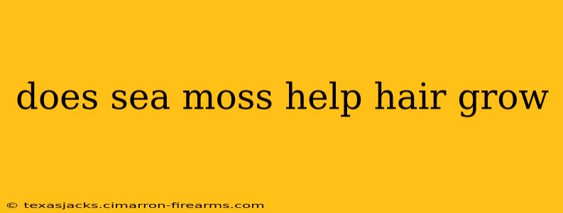 does sea moss help hair grow