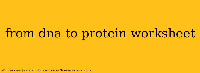 from dna to protein worksheet