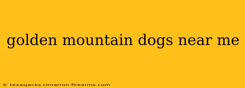 golden mountain dogs near me