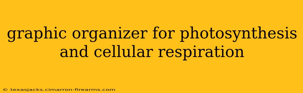 graphic organizer for photosynthesis and cellular respiration