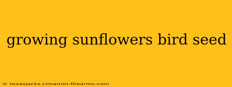 growing sunflowers bird seed