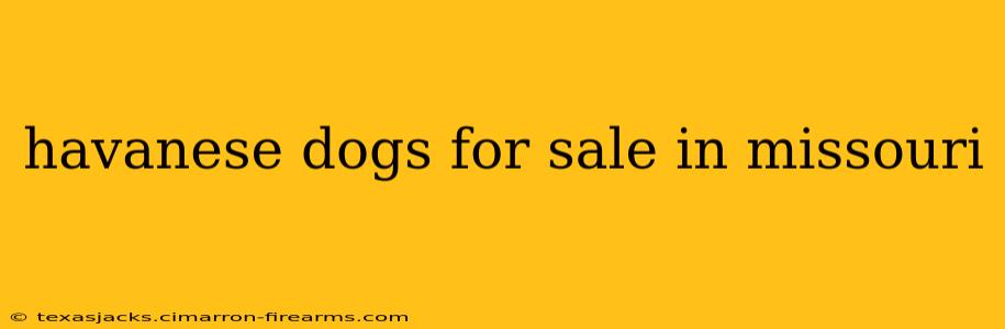 havanese dogs for sale in missouri