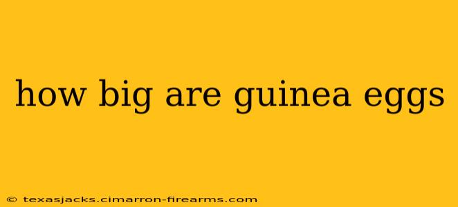 how big are guinea eggs