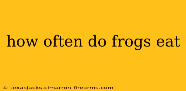 How Often Do Frogs Eat