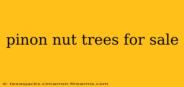 pinon nut trees for sale