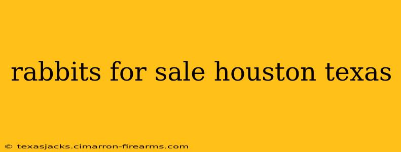 rabbits for sale houston texas