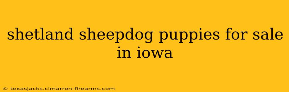 shetland sheepdog puppies for sale in iowa