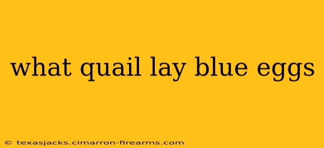 what quail lay blue eggs