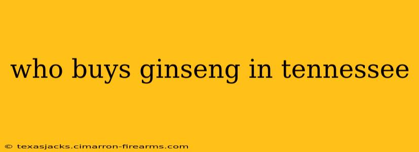 who buys ginseng in tennessee